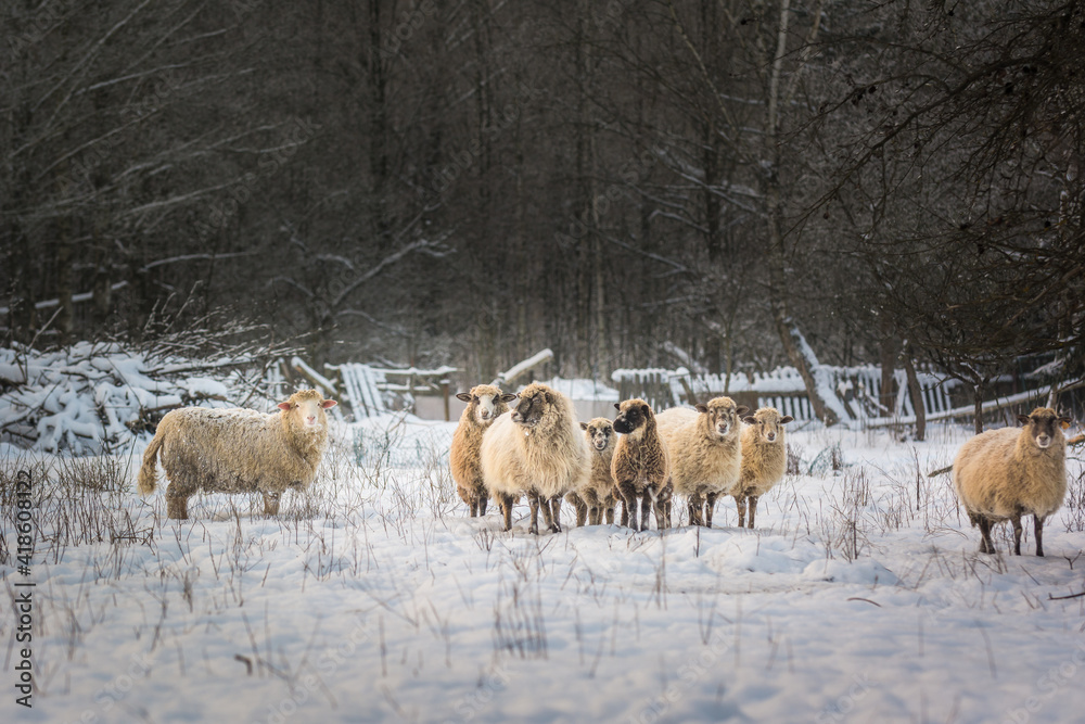 herd of sheep herd of sheep