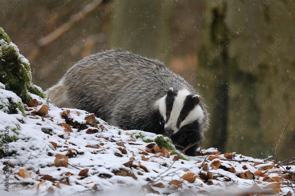 Obraz premium European badger, Meles meles, looking for food in winter forest. Cute animal sniffs in green moss and orange leaves. Hunting beast in snowfall. Wildlife scene from nature. Habitat Europe, Western Asia