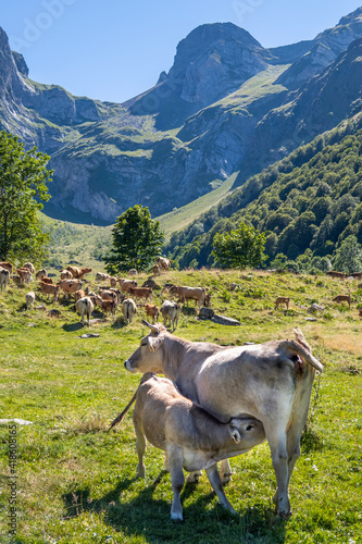 A calf suckling from its mother's udder, in a cow herd grazing in a meadow with high mountains in the background, in the Aiguas Tortas Natural Park, in Lleida, Catalan Pyrenees, Spain, vertical photo