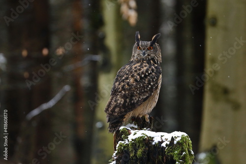 Eurasian eagle owl, Bubo bubo, perched on mossy rotten stump. Owl in winter beech forest during snowfall. Big bird with beautiful orange eyes in wildlife nature.