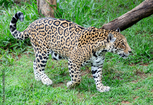 Large adult jaguar walking through the grass