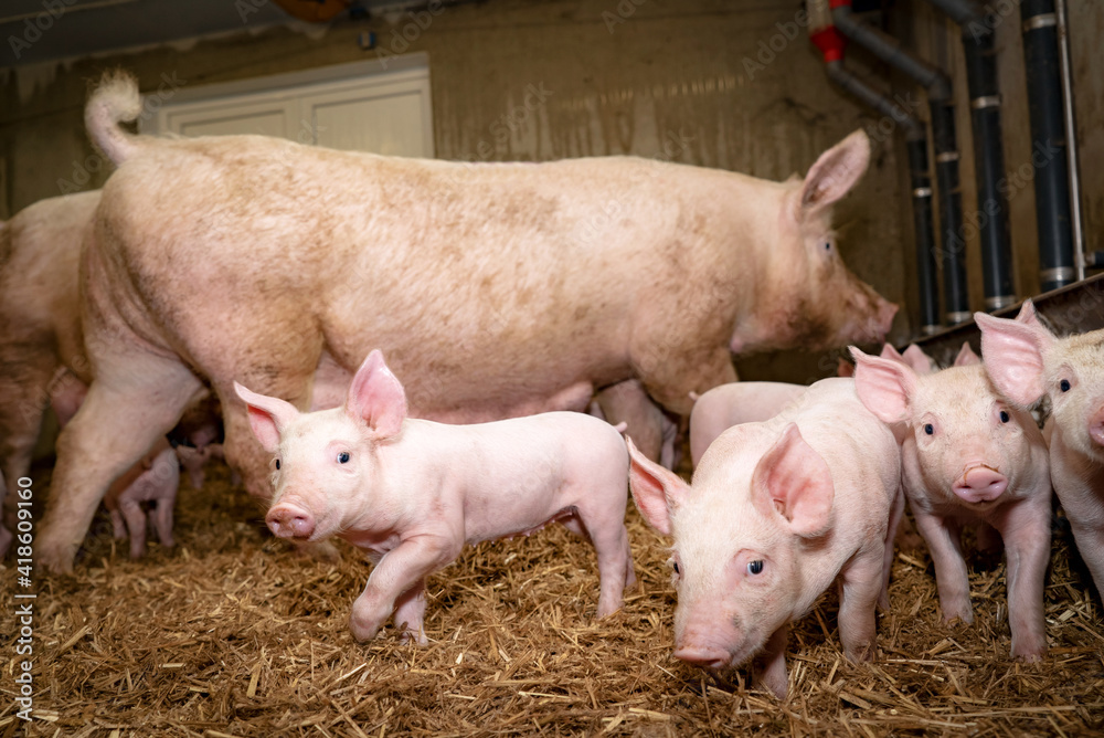 Tierwohl - Sau mit ihren Ferkeln im Strohstall, landwirtschaftliches Symbolfoto. Tierwohl - Sau mit ihren Ferkeln im Strohstall, landwirtschaftliches Symbolfoto.