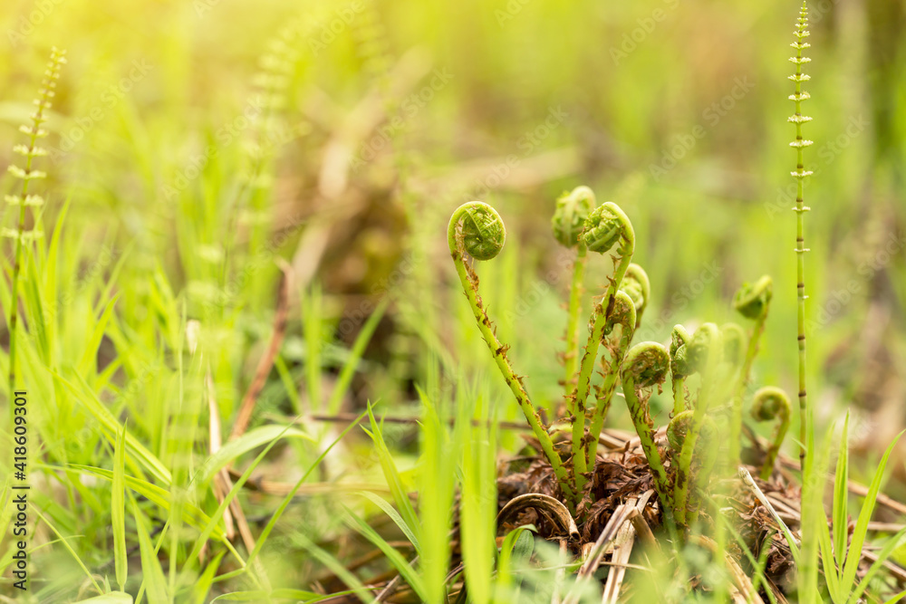 Spiral of young sprouts fern in spring in sunlight closeup Spiral of young sprouts fern in spring in sunlight closeup