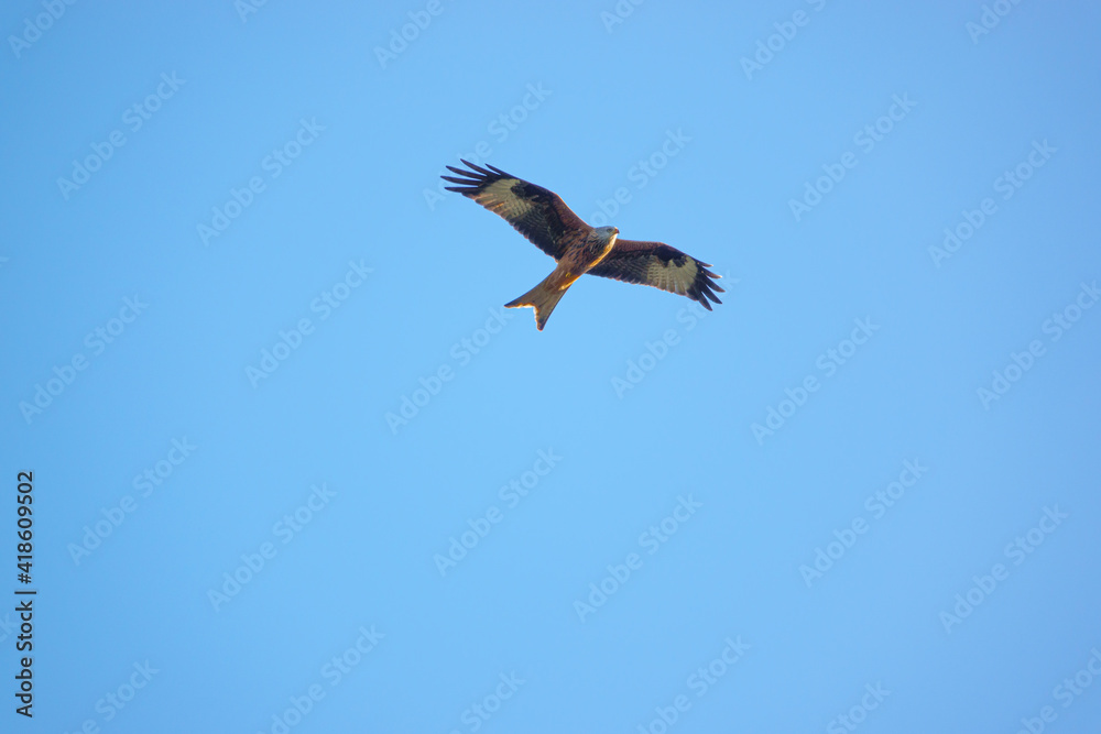 red kite soaring with open wings in a beautiful crisp blue winter UK sky red kite soaring with open wings in a beautiful crisp blue winter UK sky