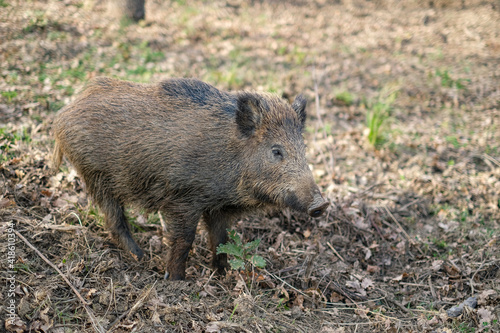 Wild boar pork living in forest ecosystem,wildlife animal environment,hunt fauna