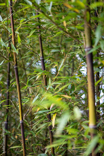Bamboo Forest detail