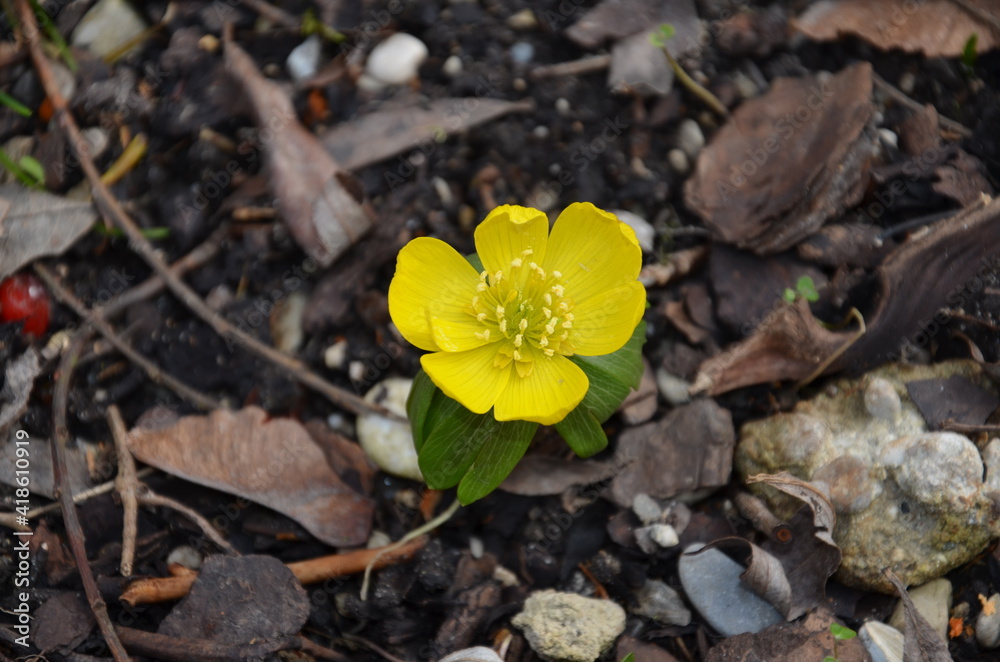 Gelber Eranthis , Frühlingsblume. Er blüht sehr früh im Jahr, sogar im Schnee. Hier blüht es inmitten von Helleborus niger. Eranthis hyemalis 