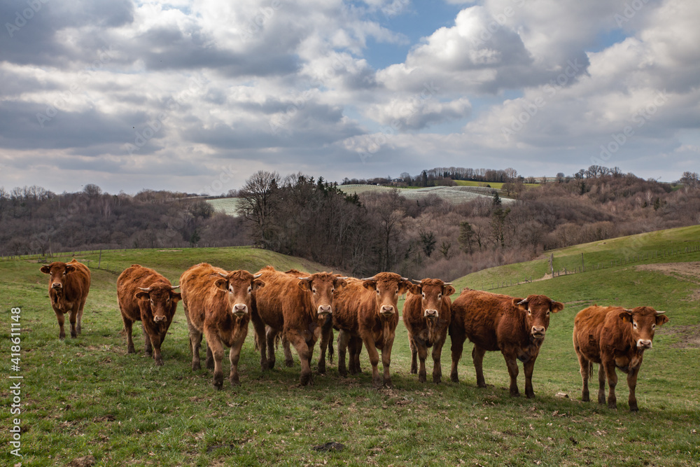 Saint Sornin Lavolps (Corrèze, France) - Troupe de vaches limousine au champ