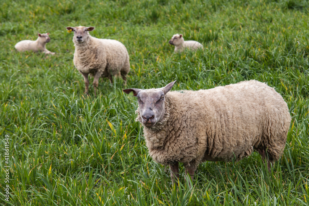 Saint Sornin Lavolps (Corrèze, France) - Brebis et leur agneau Saint Sornin Lavolps (Corrèze, France) - Brebis et leur agneau