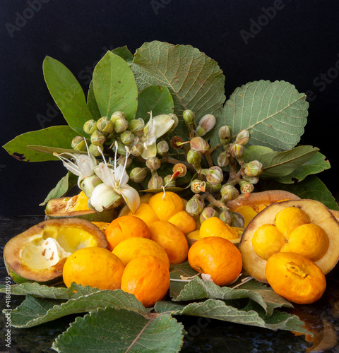 Delicious pequi fruits Caryocar brasiliense, Exotic and much appreciated fruit with a strong smell and flavor used for typical Brazilian savory recipes. It has dangerous spines inside its core. photo