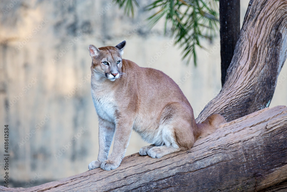 Fototapeta premium Cougar sitting on a tree trunk looking to the side