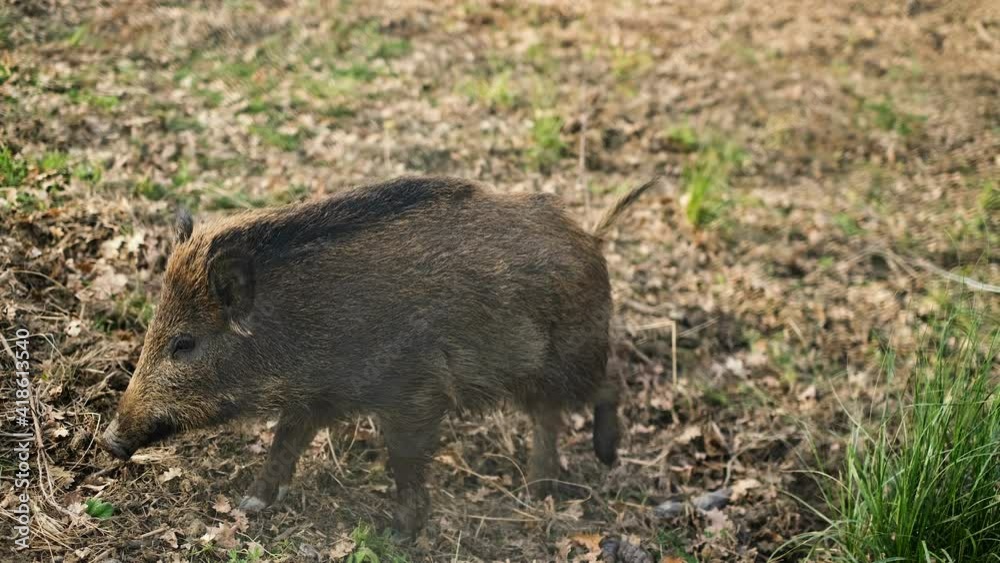 Wild boar pork living in forest ecosystem,wildlife animal environment,hunt fauna Wild boar pork living in forest ecosystem,wildlife animal environment,hunt fauna