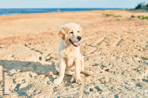 Beautiful and cute golden retriever puppy dog having fun at the beach sitting on the golden sand. Lovely labrador purebred at the shore on summer