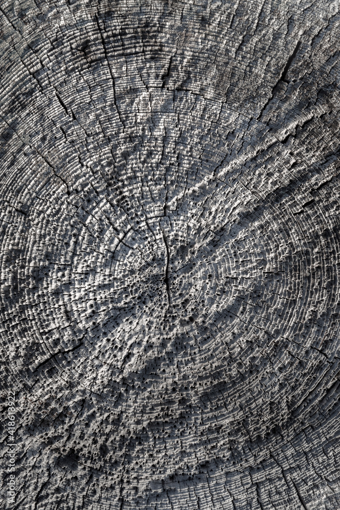Fototapeta premium Texture of an old sawn log with a ring-shaped pattern. Weathered rough cracked gray surface of a dry wood. Natural rustic background.