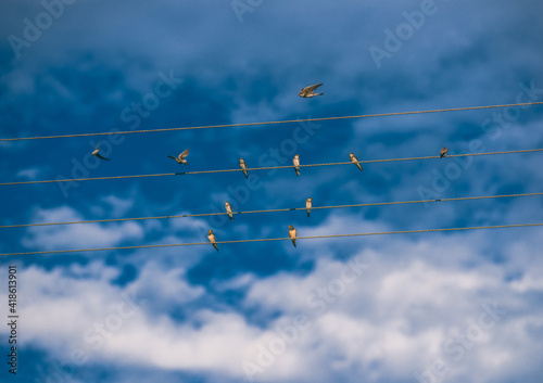 birds on wires small birds on lines like musical keys