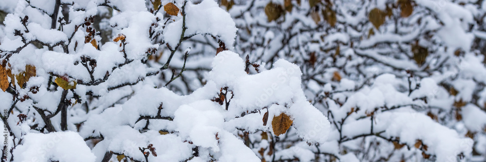 Snow on the branches of trees and bushes after a snowfall. Beautiful winter background with snow-covered trees. Plants in a winter forest park. Cold snowy weather. Cool panoramic texture of fresh snow