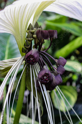 white bat flower (tacca integrifolia) photo