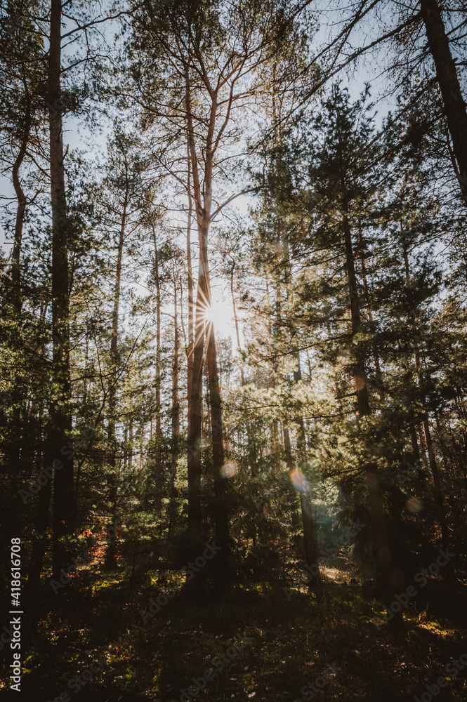 Wald Wald