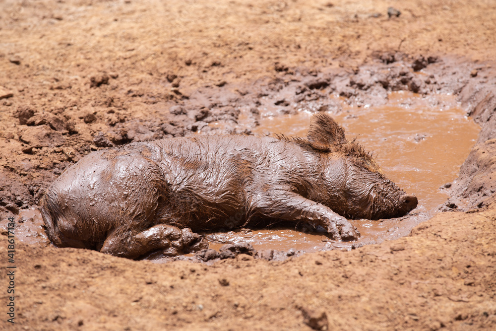Dirty pig relaxing and sleeping in mud puddle Dirty pig relaxing and sleeping in mud puddle