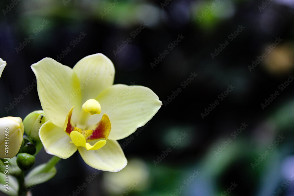 yellow orchid flower yellow orchid flower