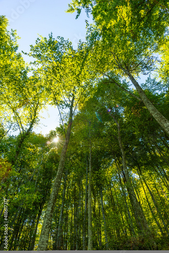 submerged black sea forests in summer. It looks great with beech trees and flowers.