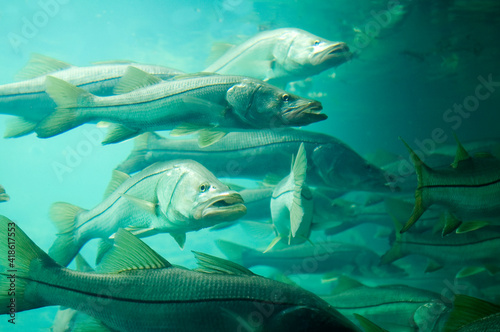 Snook photo