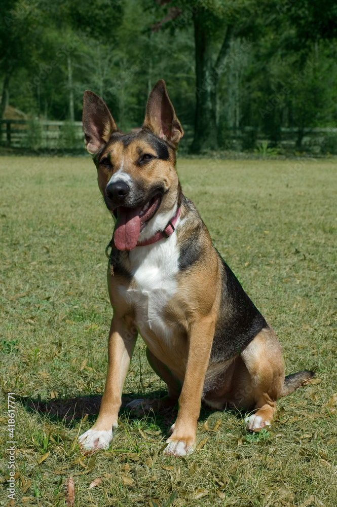 German Shepherd German Shepherd