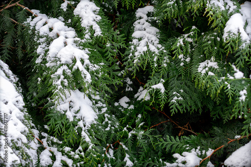 snow covered tree
