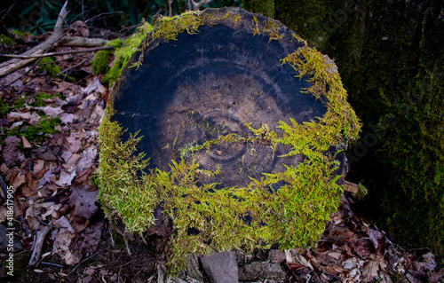 moss on a log
