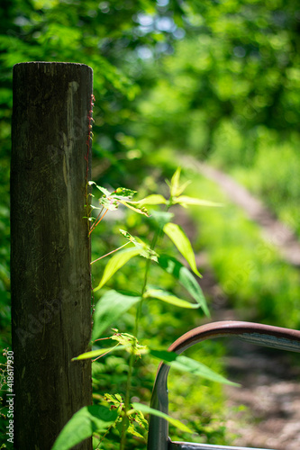 plant on a gate