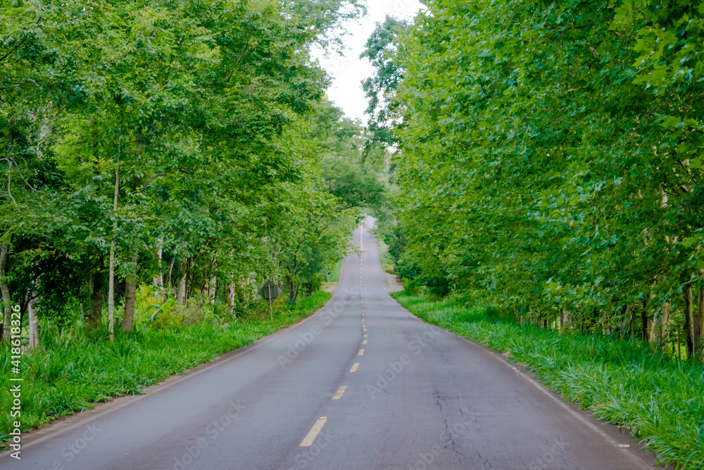 road in the woods