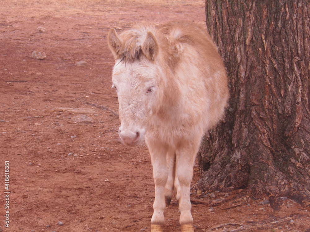Fototapeta premium Pony