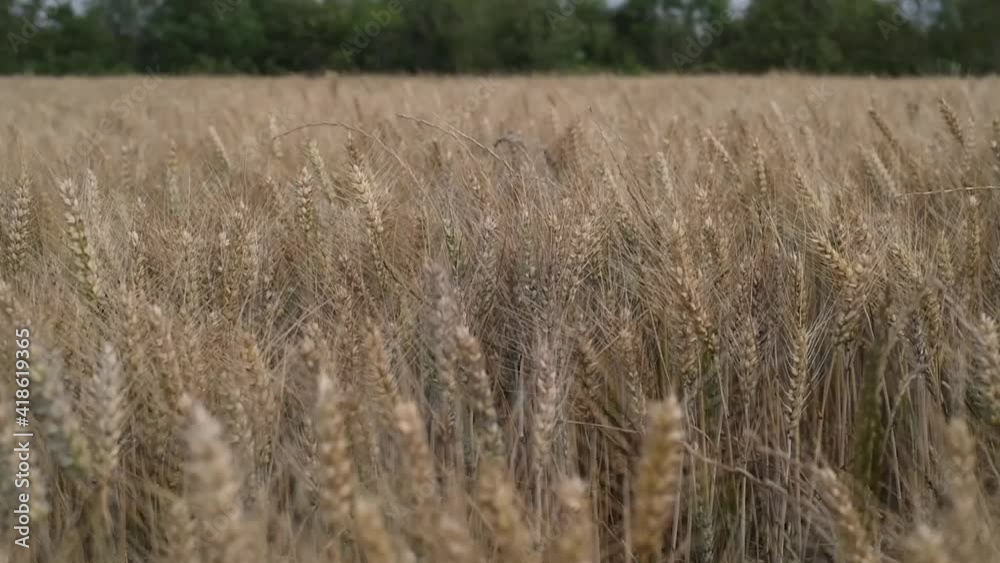 Golden ears of wheat sway in the wind