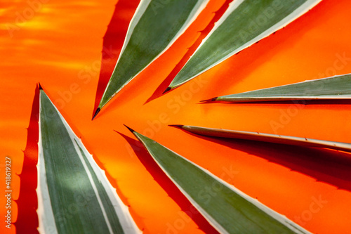 Cactus leaves with thorn on orange background 