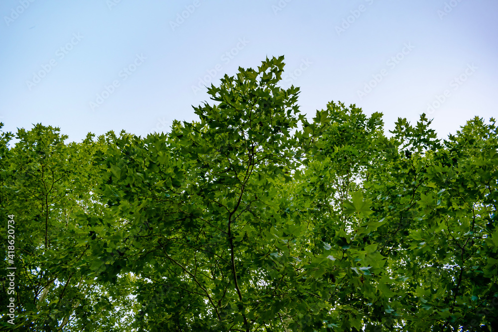 green leaves against blue sky