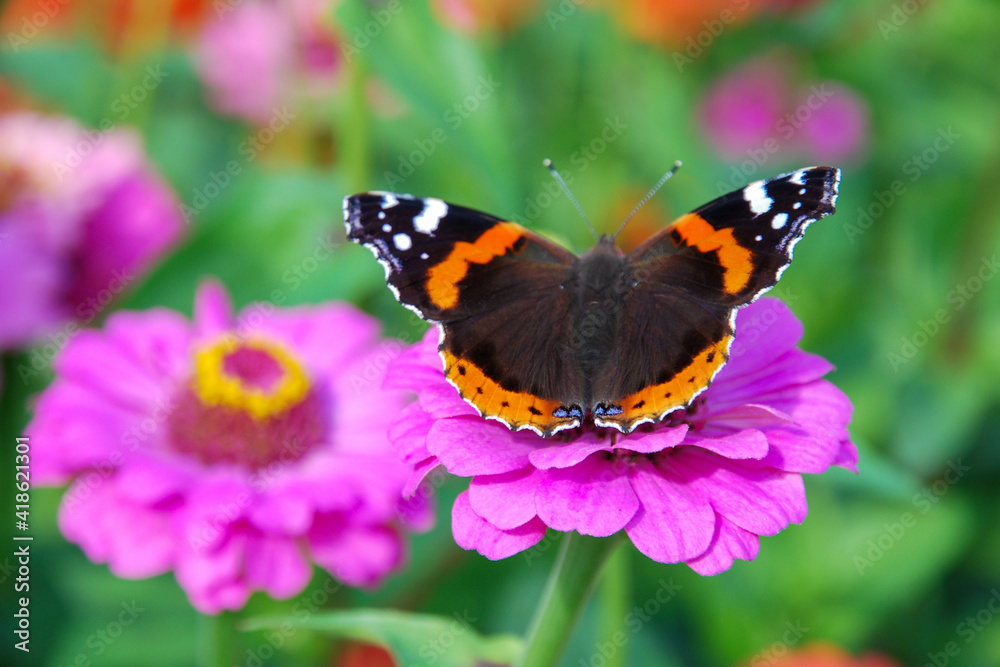 Naklejka premium Butterfly on pink Zinnia Elegans flower - bright summer nature photo