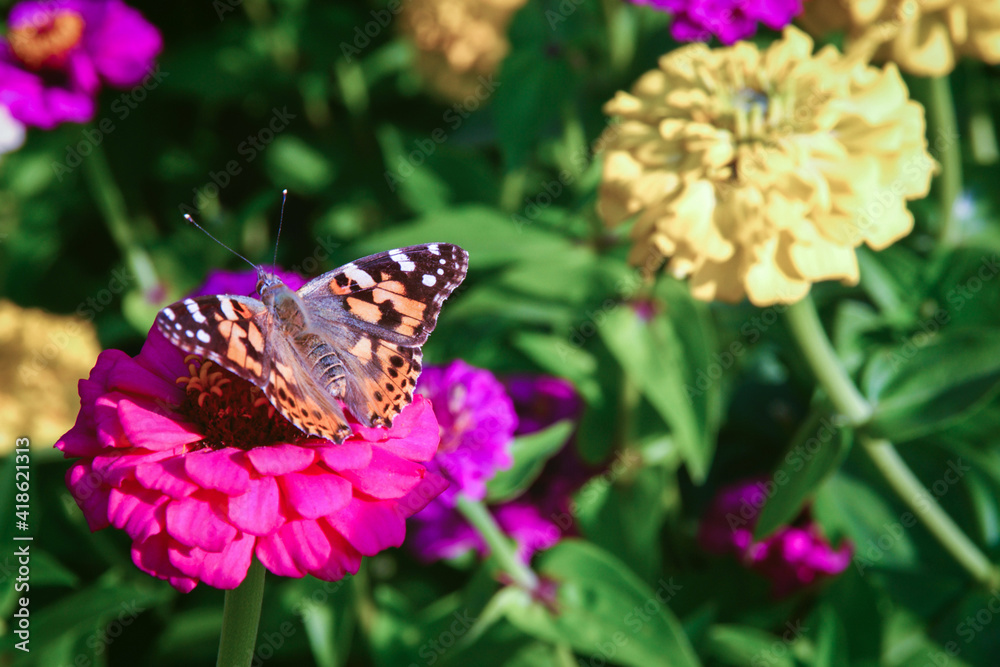 Painted lady butterfly - Vanessa cardui sitting on zinnia flower Painted lady butterfly - Vanessa cardui sitting on zinnia flower