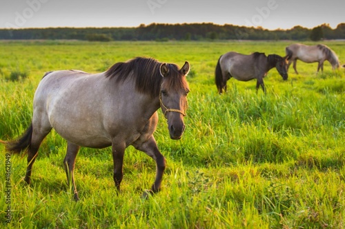 horse in the field