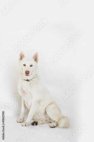 Perro husky blanco en fondo blanco