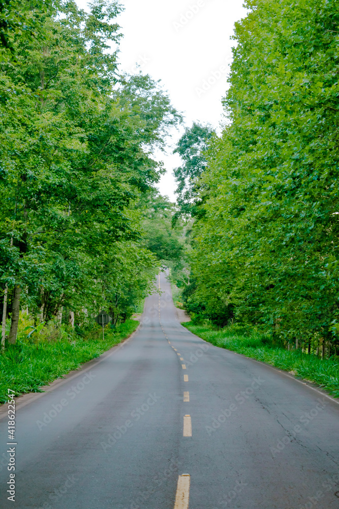 road in the forest