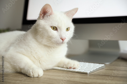 Adorable white cat lying on keyboard at workplace, closeup © New Africa