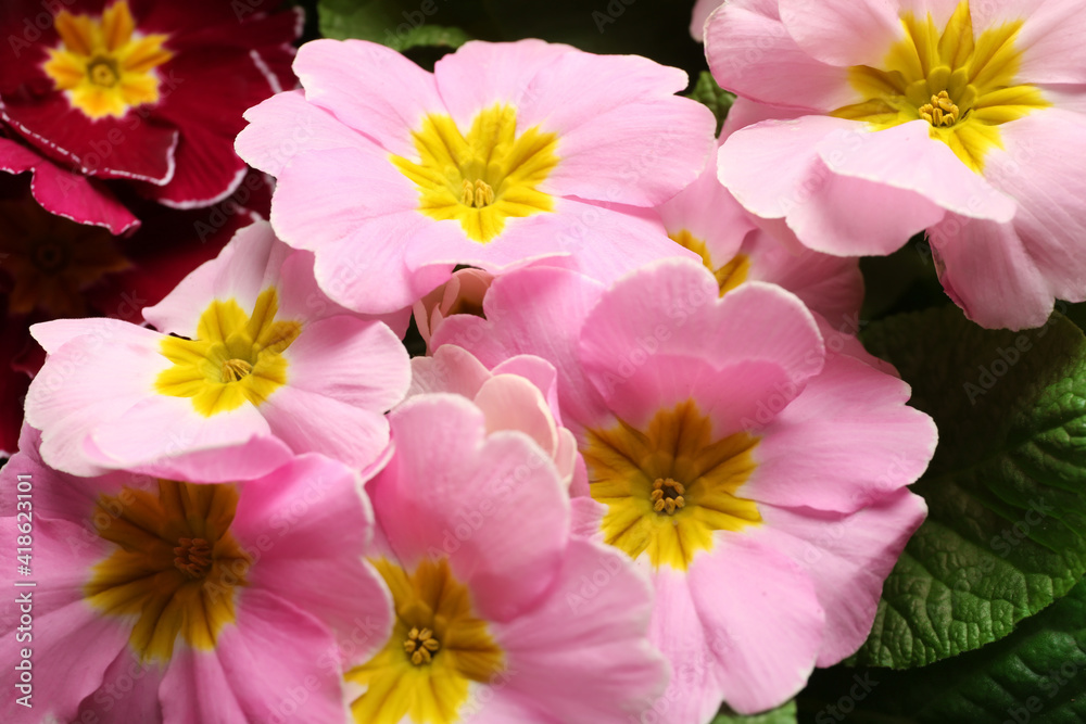 Beautiful primula (primrose) plant with pink flowers, closeup. Spring blossom Beautiful primula (primrose) plant with pink flowers, closeup. Spring blossom