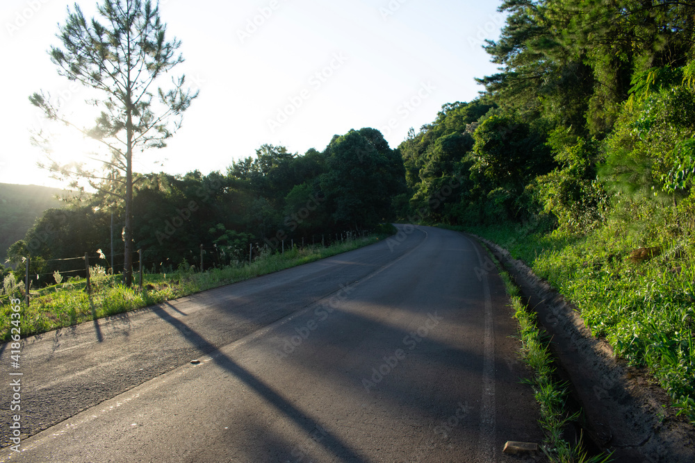 road in the forest