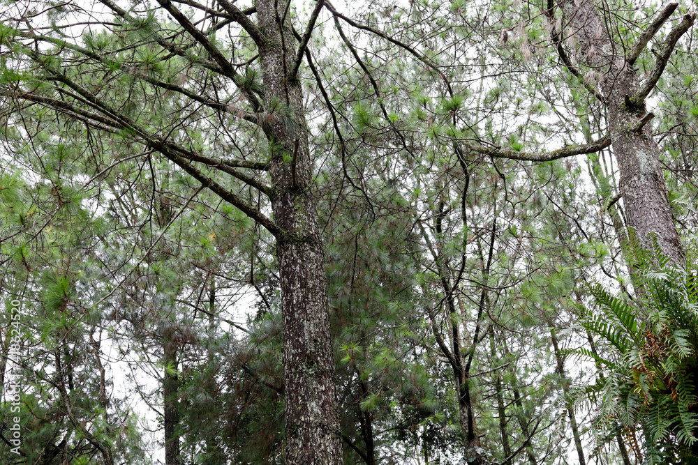 Fototapeta premium Green Forest Trees - Nature