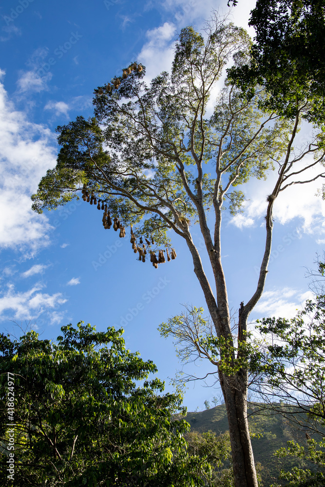Obraz premium Bird nests hanging from a tree branch