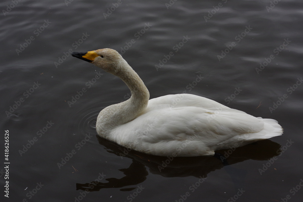 Obraz premium 厳しい寒さを避けて越冬で飛来地へと渡ってきた、美しい白い羽毛のオオハクチョウ