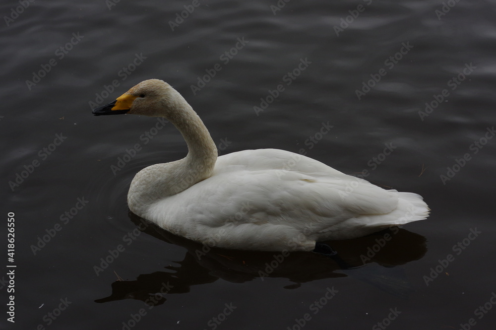 Fototapeta premium 厳しい寒さを避けて越冬で飛来地へと渡ってきた、美しい白い羽毛のオオハクチョウ