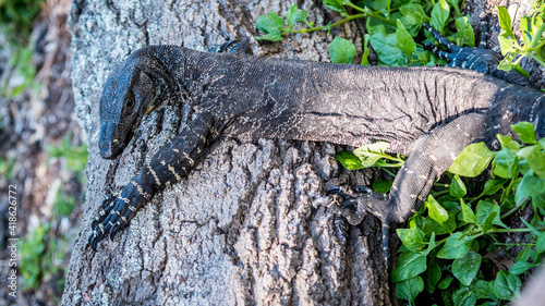 Tableau sur toile An aggressive goanna found in Ben Boyd National Park