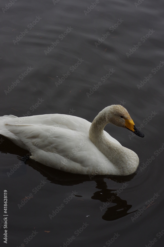 Obraz premium 厳しい寒さを避けて越冬で飛来地へと渡ってきた、美しい白い羽毛のオオハクチョウ