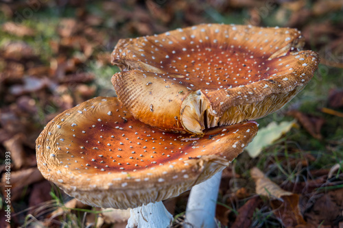 Large orange poisonous mushrooms in woodland